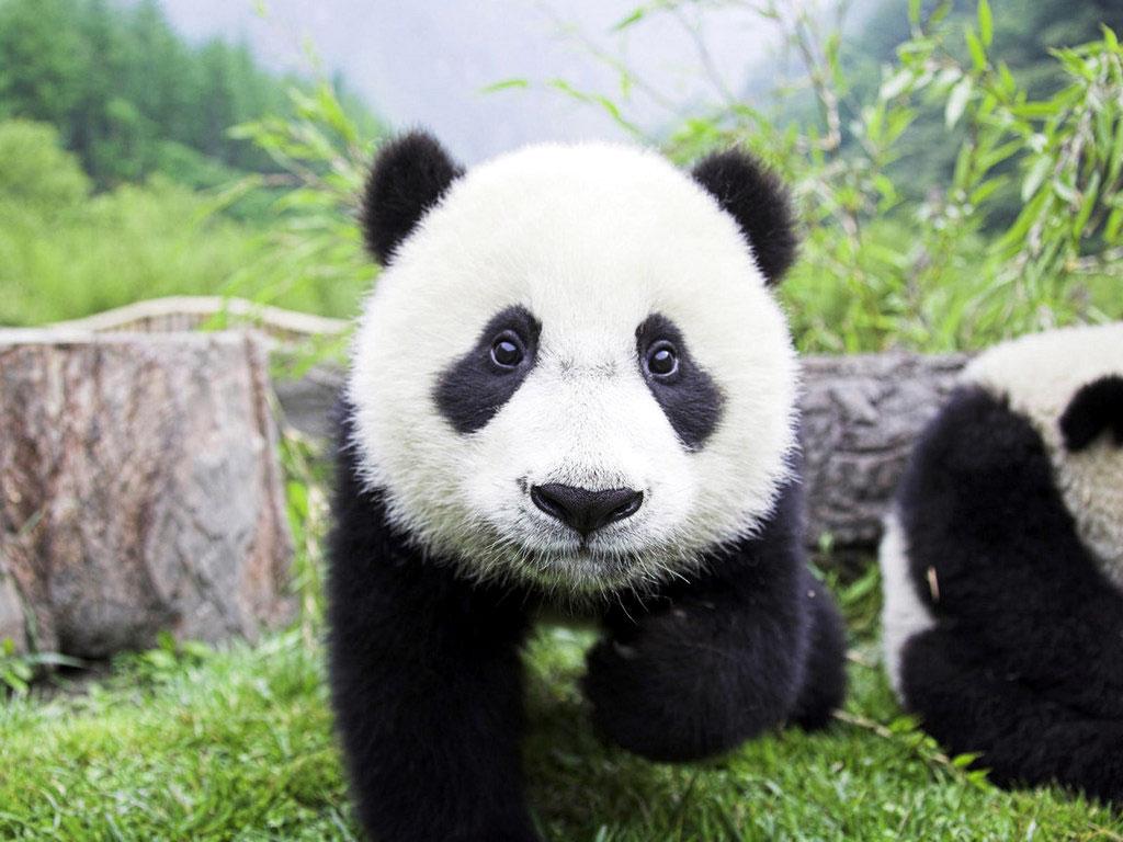 Lăsat nesupravegheat, un urs panda pe cale de dispariţie a oferit un adevărat spectacol
