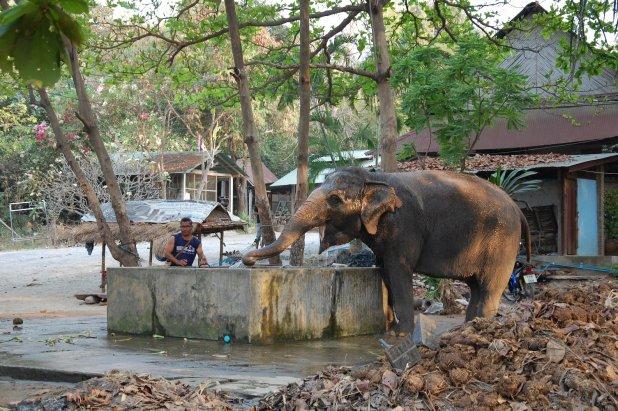 Cât timp a stat în Thailanda, Radu Vâlcan a filmat printre șopârle, maimuțe și elefanți