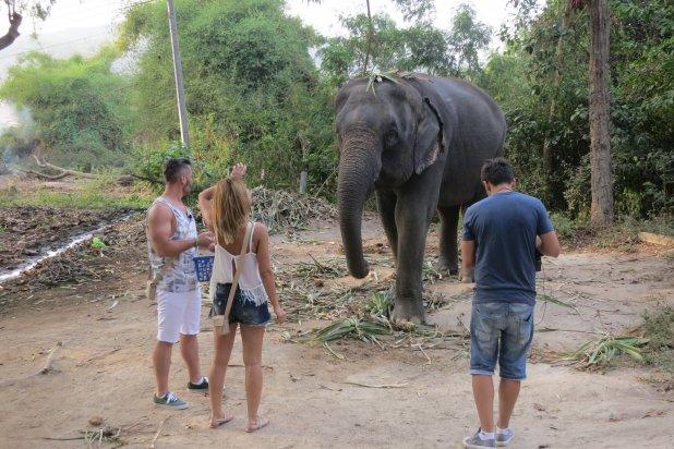 Cât timp a stat în Thailanda, Radu Vâlcan a filmat printre șopârle, maimuțe și elefanți