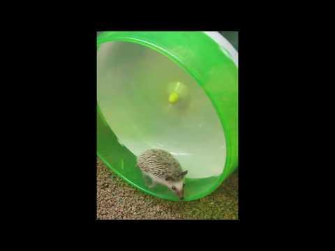 VIDEO! Ariciul care se crede hamster aleargă cu o viteză ameţitoare