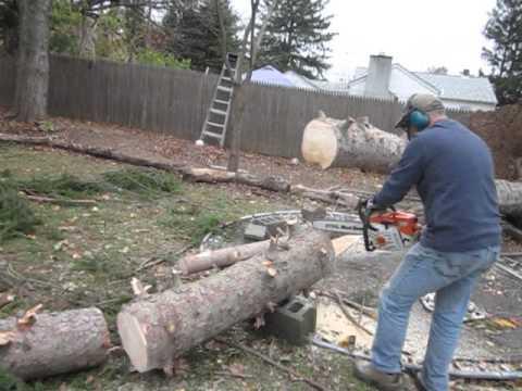 Ce se poate întâmpla când tai un copac? O să rămâi fără cuvinte (VIDEO)