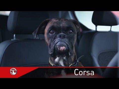 Câinele acesta dă clasă tuturor șoferilor! A executat o parcare laterală perfectă! (VIDEO)