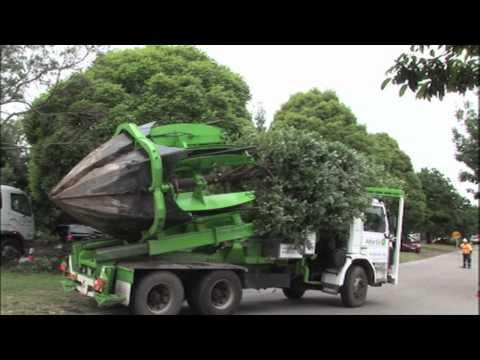 Cel mai frumos clip: cum se muta un copac fara a-l ucide!!!