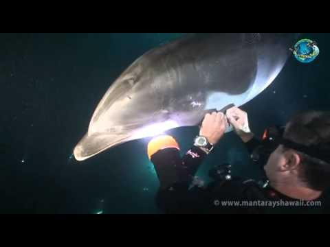EMOȚIONANT! Iată cum cere acest delfin ajutorul (VIDEO)
