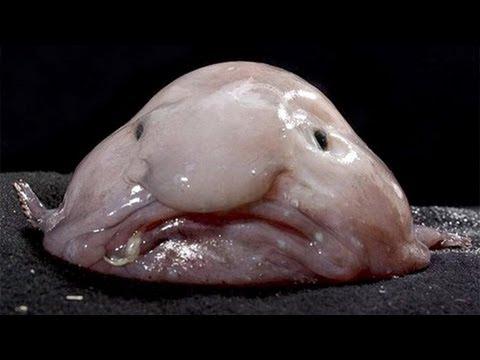 VIDEO interzis celor sensibili! Cum arată cea mai urâtă creatură din lume