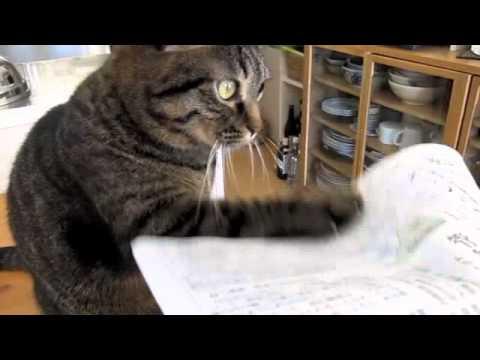 Oare pisica asta a uitat să-și ia calmantele? Privește ce face! (VIDEO)