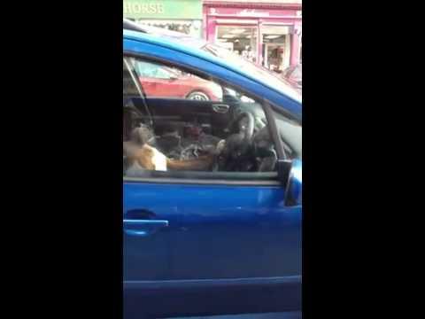 VIDEO FUNNY! Uite cum stă câinele ăsta la volan și claxonează