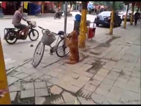 VIDEO: Un câine păzeşte bicicleta stăpânului! N-o să-ţi vină să crezi ce se întâmplă la final