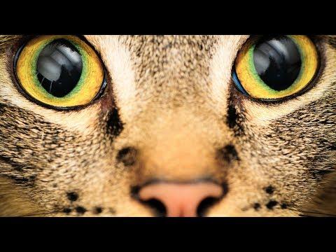 VIDEO: Iată cum arată lumea prin ochii animalelor! Nu te-ai fi aşteptat la aşa ceva!