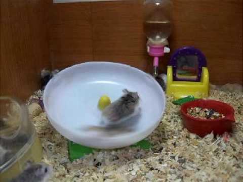 Doi hamsteri și o roată. Rezultatul este demențial! O să râzi cu lacrimi dacă vezi ce fac aceste animăluțe! (VIDEO)