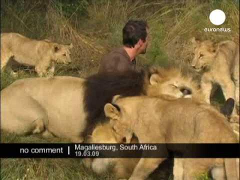 Îmbrăţişarea mortală! Fără pic de teamă, un bărbat se lasă mângâiat şi pupat de lei uriaşi