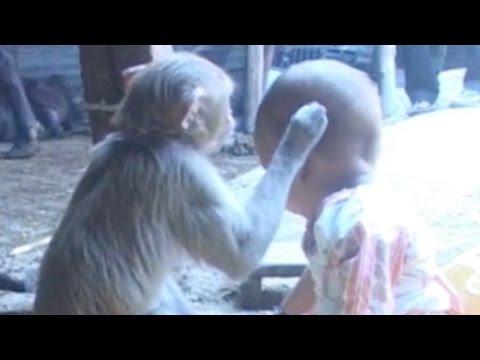 VIRAL! Clipul acesta este noua senzație a internetului! Uite ce se întâmplă când un bebeluș întâlnește o maimuță (VIDEO)