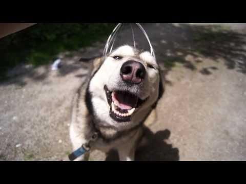 VIDEO amuzant! Reacţia unui câine care primeşte un masaj