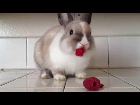 VIDEO! Cel mai drăguţ iepure: Uite cum arată după ce a mâncat zmeură!