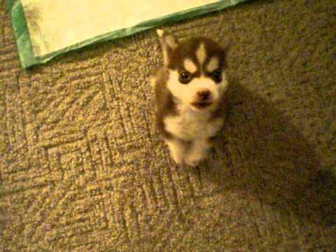 VIDEO! Uite cum arată cel mai mic husky din lume
