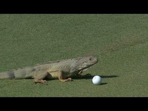 VIDEO! Iată cum încearcă o iguană să mănânce o minge de golf
