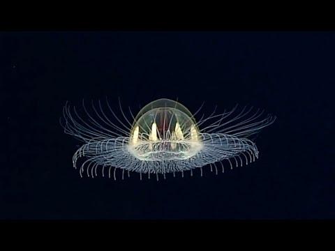 VIDEO! ”Ce e asta?” Unii s-au speriat că ar fi un OZN. Un clip cu o meduză a reușit să stârnească uriașe controverse