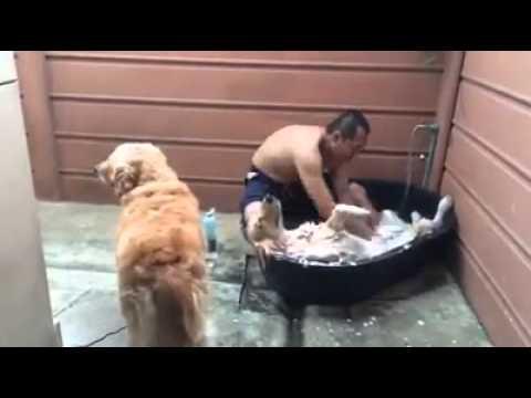 VIDEO VIRAL: Cel mai RĂSFĂŢAT câine din lume! E tratat ca un REGE