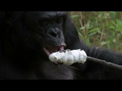 E doar un cimpanzeu care știe să facă focul și își frige ciuperci (VIDEO)