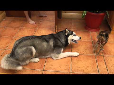 VIDEO! Cum se înţeleg un husky şi o pisică