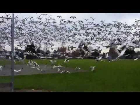 VIDEO! Un tsunami de gâște a pus stăpânire pe un teren de fotbal