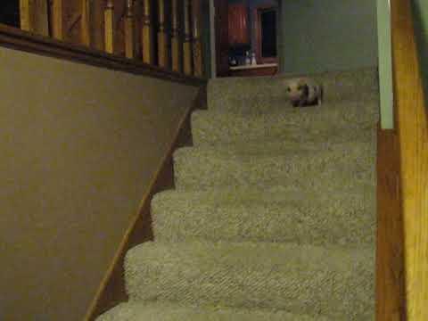 VIDEO FUNNY! Uite cum coboară Hamlet, mini-porcul, scările