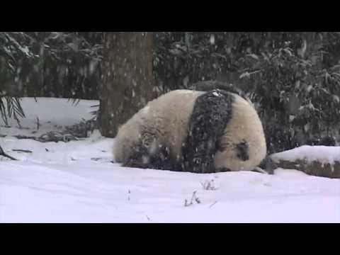 VIDEO: Cum reacţionează un urs panda atunci când atinge pentru prima dată zăpada! Gesturile sale, de NERATAT! Un clip mai mult decât emoţionant!