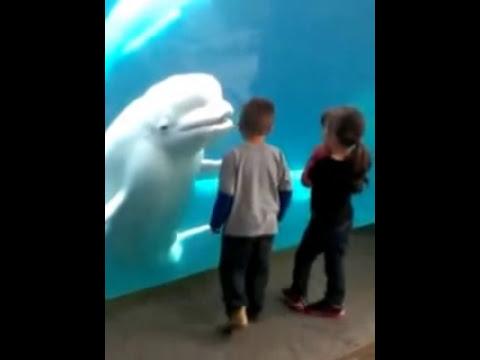 Râzi cu lacrimi! O balenă sperie copiii mai ceva ca în desenele animate! (VIDEO)