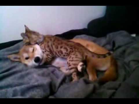Iată cum se joacă o pisică bengaleză cu un câine! (VIDEO)