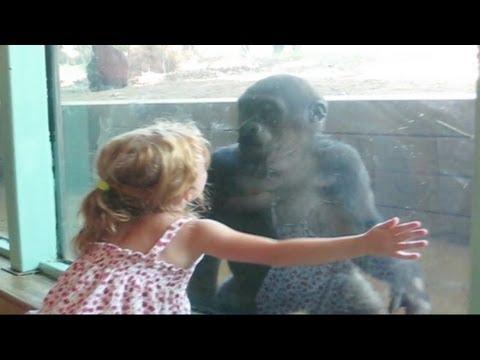 VIDEO! O maimuta se imprieteneste cu o fetita