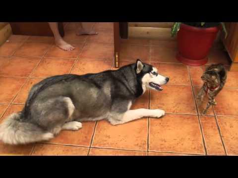 VIDEO! Prea simpatici: Un husky se alintă cu o pisică