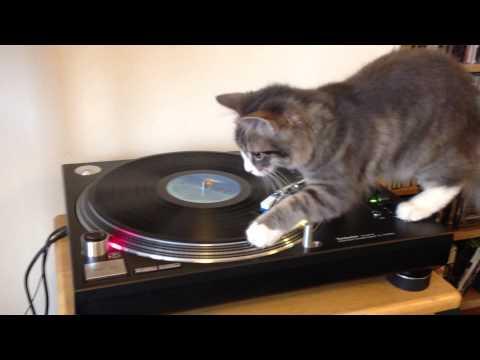 VIDEO! Pisica DJ: mixeaza discuri cu muzica lui Bob Marley