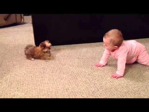 Te TOPEȘTI! Cum se ceartă un bebeluș cu un câine