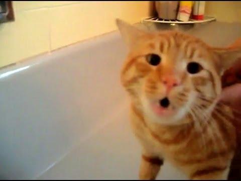 Râzi cu lacrimi! Uite cum face o pisică atunci când e băgată în cada cu apă! 12 milioane de oameni nu au putut rezista! (VIDEO)