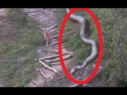 VIDEO! Curaj sau nebunie curată? Un bărbat este filmat în timp ce se apropie de un șarpe imens!