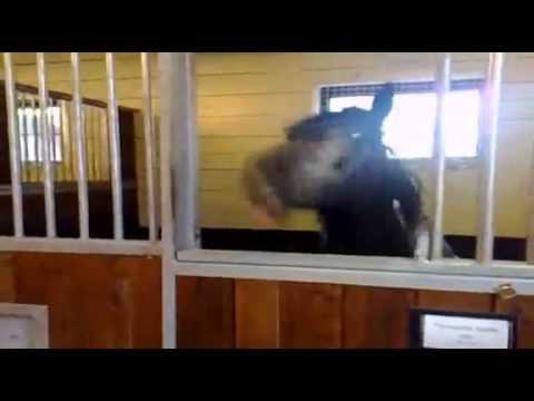 VIDEO! Un cal cu un dar SPECIAL: Are simţul umorului?