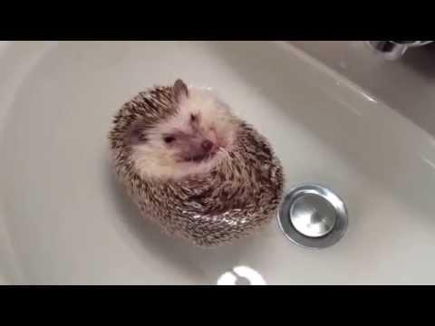 Cel mai dragut animal de pe Youtube: ariciul care face baie!