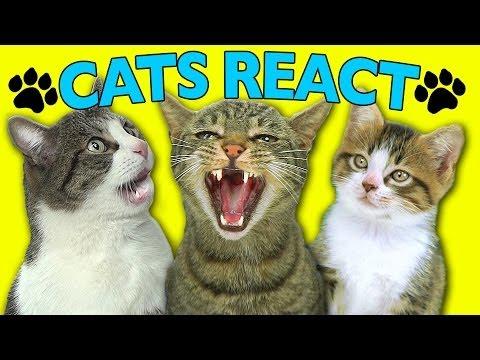 VIDEO! Aşa reacţionează pisicile când se uită la clipurile în care sunt vedete
