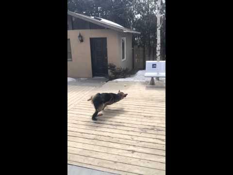 VIDEO! Un ciobănesc german, doborât la pământ de o minge