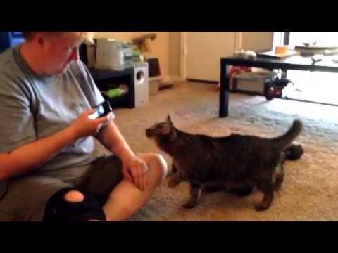 Aplicația pentru mobil a enervat-o pe pisică la culme! Uite cum și-a pedepsit stăpâna această felină! Râzi cu lacrimi! (VIDEO)