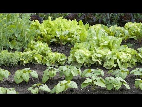 NASA se apucă de agricultură: Astronauții au cultivat salată verde în spațiu