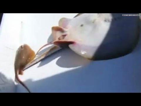 VIDEO! Moment uluitor: Uite cum naşte gemeni o pisică de mare!