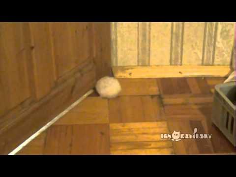 VIDEO! Un hamster dolofan rămâne blocat sub uşă în drumul spre libertate