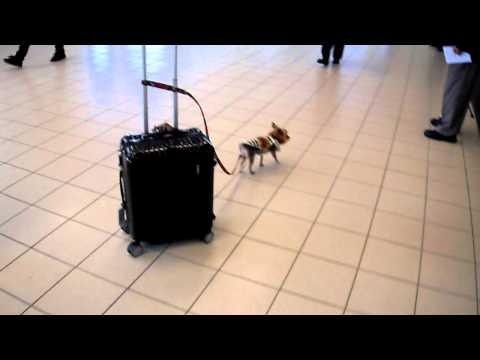 Moment inedit, într-un aeroport! Un câine se plimbă cu un geamantan