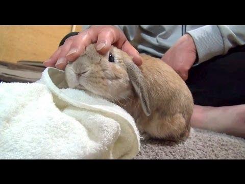 VIDEO! Cum reacționează un iepure când nu e mângâiat