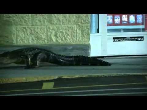 VIDEO! Si aligatorilor le plac reducerile: Un exemplar s-a prezentat la supermarket