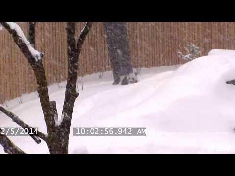 Uite cum se joacă acest urs panda în zăpadă. E ADORABIL! (VIDEO)