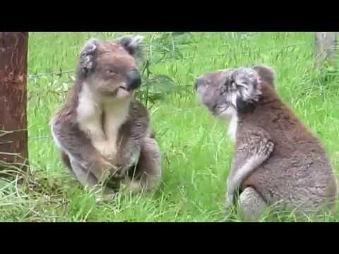 Cea mai simpatică ceartă: Doi urși koala se comportă ca un cuplu cu probleme!