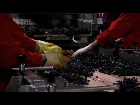 AFP: ”Romania devine noua lume a vinului in batrana Europa”