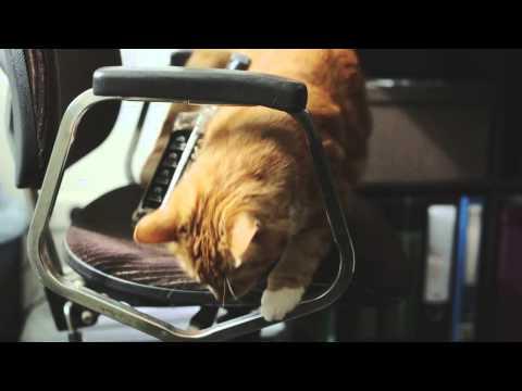 VIDEO! Cum ar arăta o petrecere dacă o pisică ar fi gazda